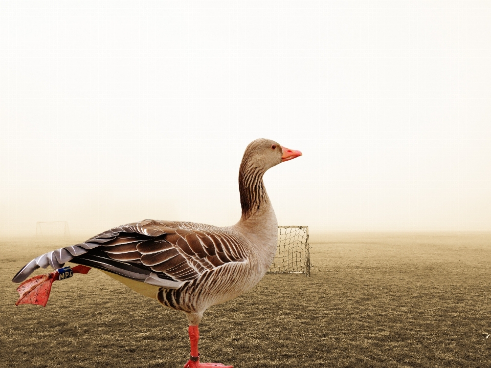 Natura ptak skrzydło sport