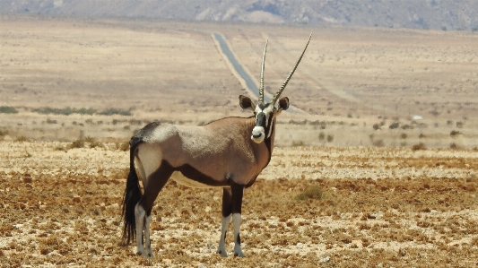 Wilderness prairie animal wildlife Photo