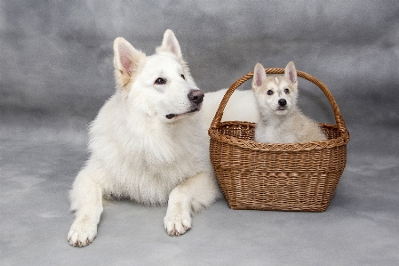 Foto Doce filhote de cachorro bonitinho