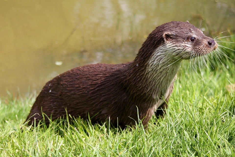 水 自然 濡れた 動物