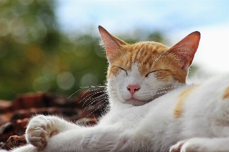 Sun tranquility kitten cat Photo