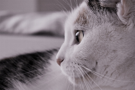 Foto Bianco e nero
 animale domestico