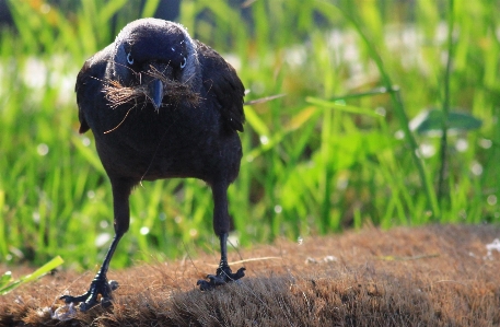 Foto Alam burung margasatwa paruh