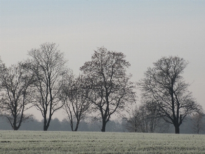 Landscape tree nature grass Photo