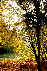 Tree nature forest branch Photo