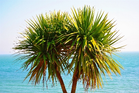 Beach landscape sea tree Photo