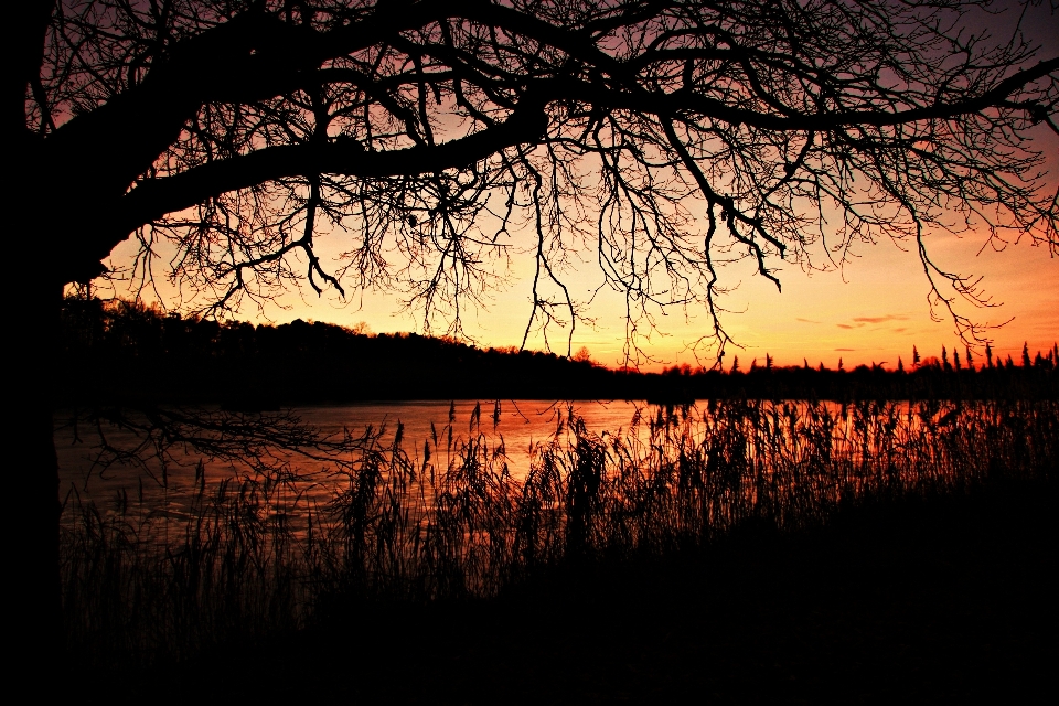 Landscape tree water nature