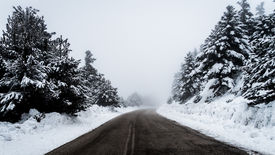 árvore floresta montanha neve