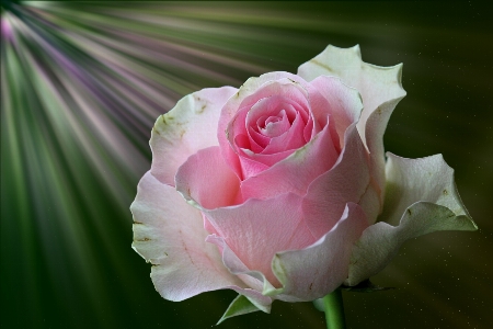 Blossom plant photography flower Photo