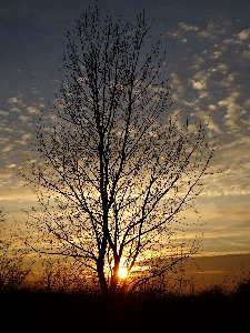 Landscape tree nature horizon Photo