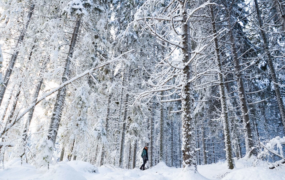 árbol bosque rama nieve