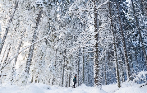 木 森 ブランチ 雪 写真