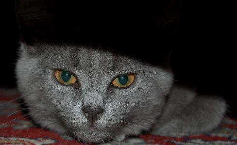 Foto Capelli animale carino guardare