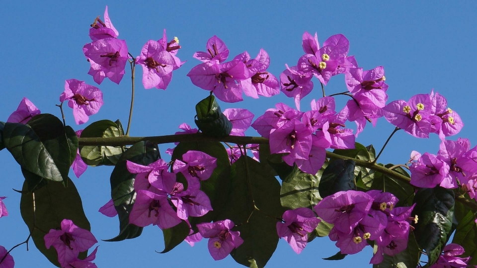 Natur blüte anlage blume