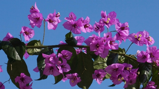 Nature blossom plant flower Photo