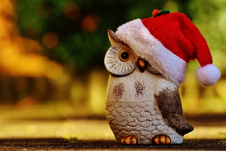 Winter bird cute decoration Photo