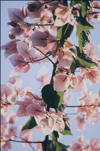 木 ブランチ 花 ライト 写真