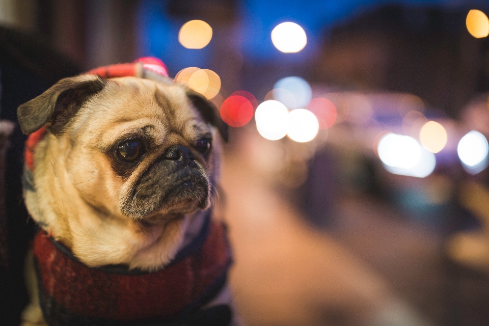 Bokeh
 cachorro perro canino
