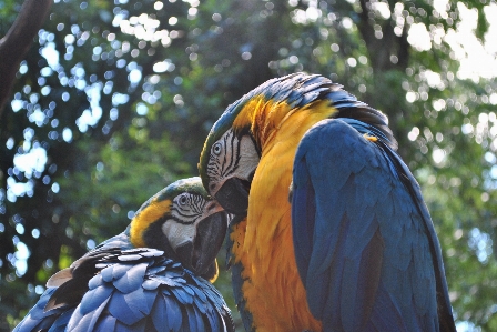 Bird wing wildlife zoo Photo