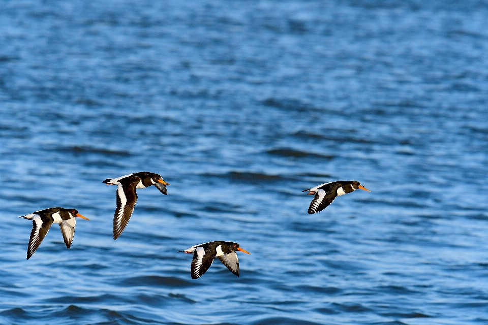 Morze wybrzeże ocean ptak