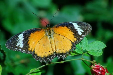 Nature wing plant leaf Photo