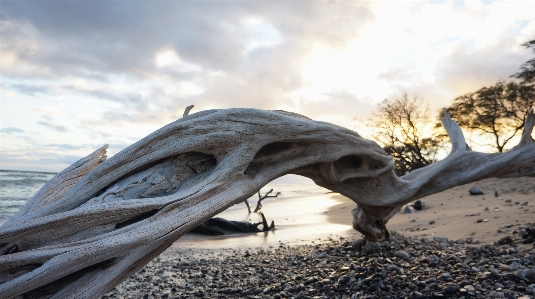 Foto Pantai kayu apung
 pohon alam