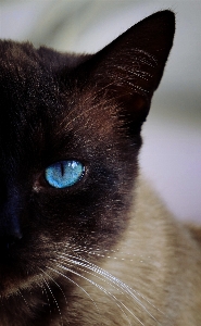 Cat mammal blue black Photo