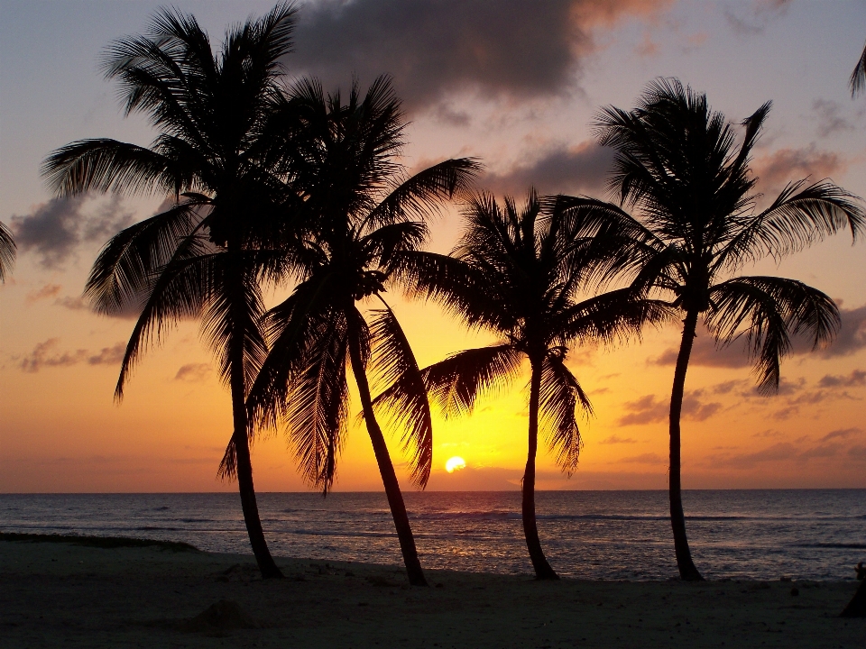 Beach sea coast tree