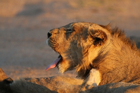 Photo Faune mammifère crinière
 prédateur