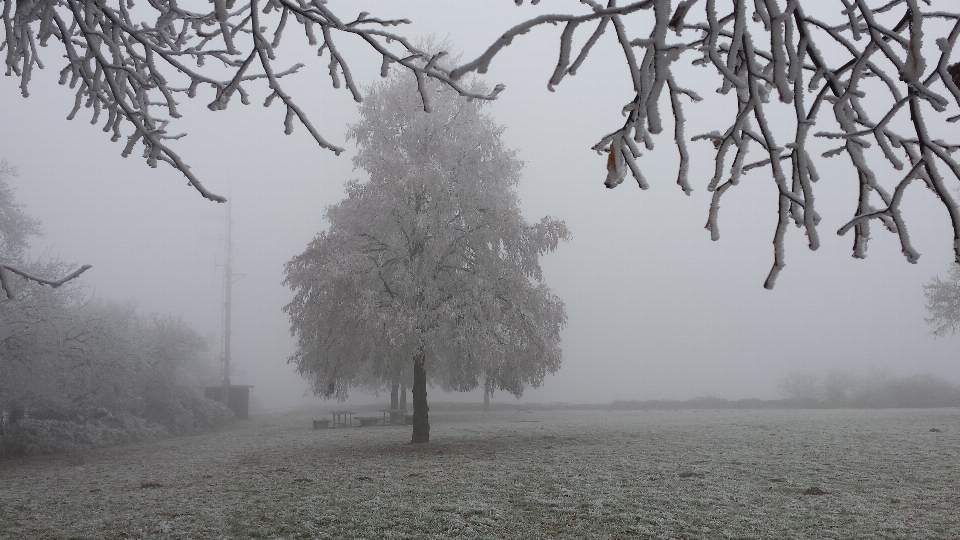 Arbre forêt bifurquer neige