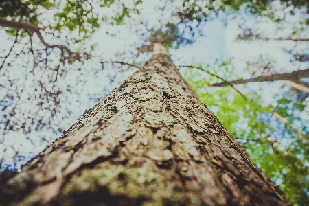 Tree nature forest branch Photo