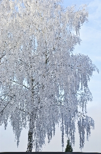 木 自然 ブランチ 雪 写真