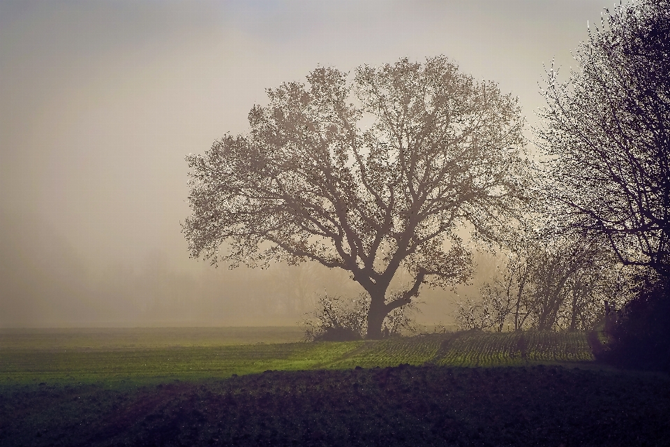 Landscape tree nature forest