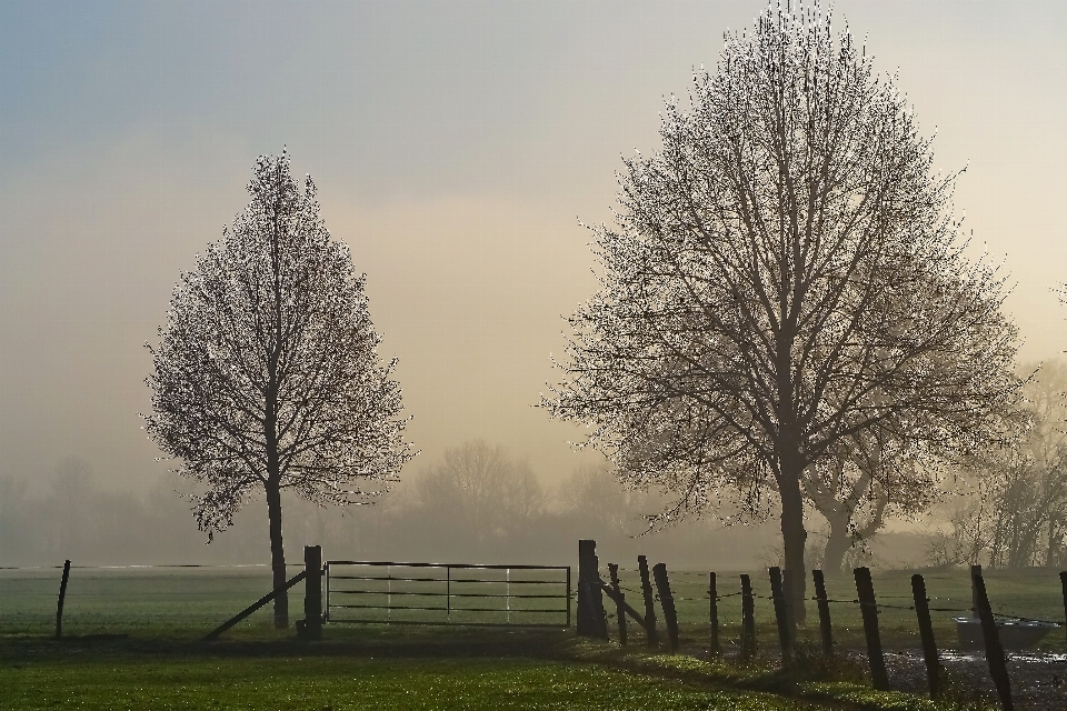 Paisagem árvore natureza filial