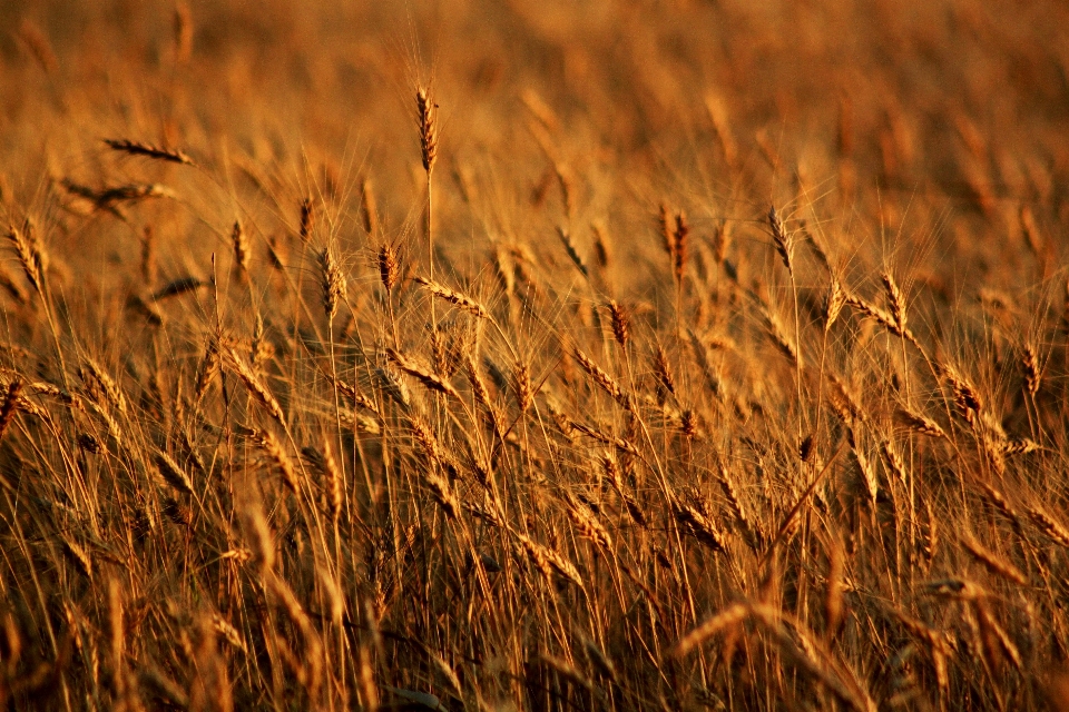 Erba pianta campo grano