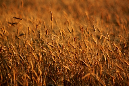 Foto Césped planta campo trigo