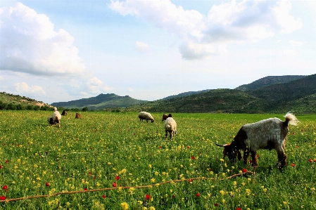 Foto Paesaggio natura erba montagna