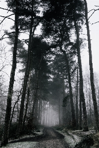 Foto Pohon alam hutan gurun
