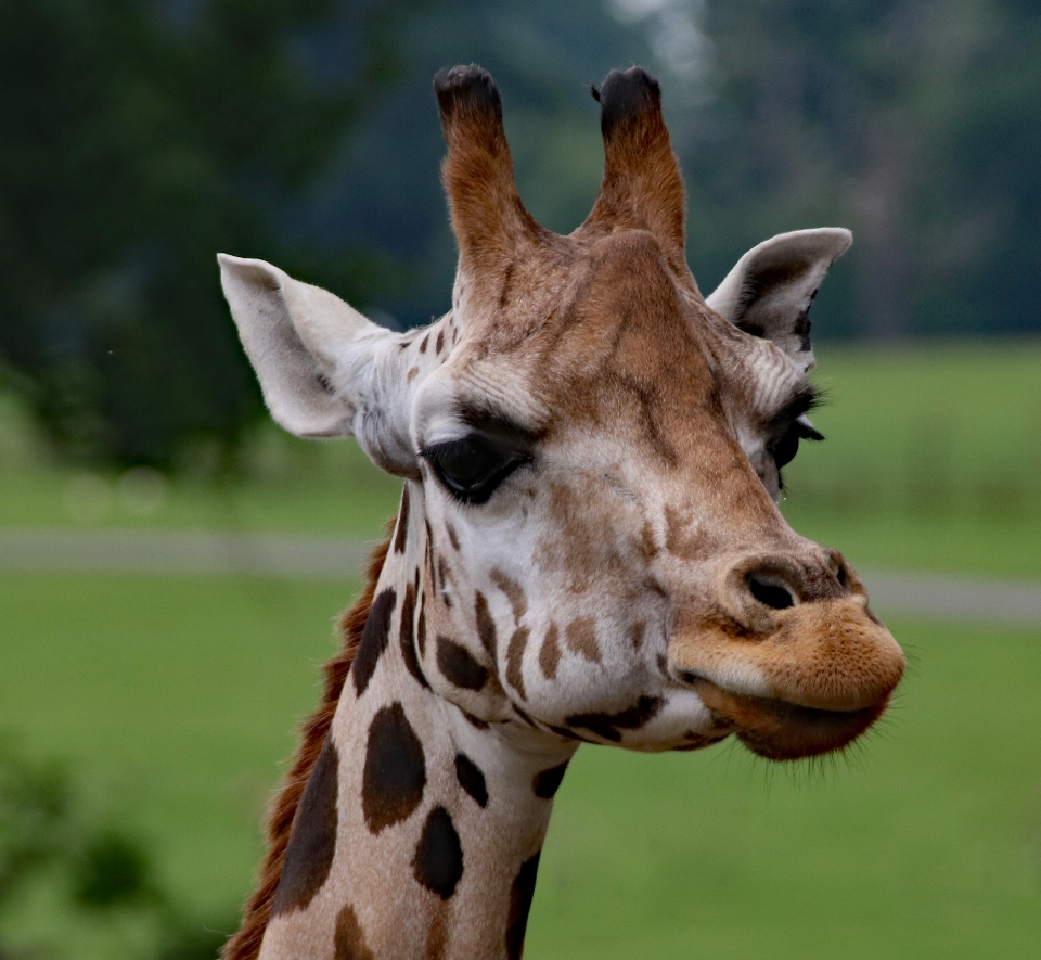 Nature animal faune zoo