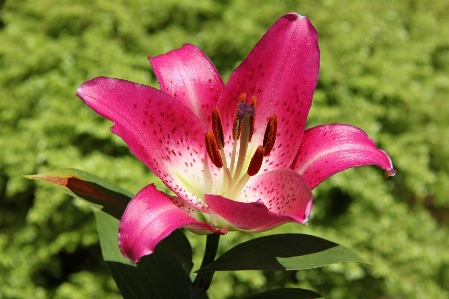 Foto Naturaleza florecer planta flor