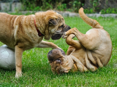 Foto Bermain anjing satwa mamalia