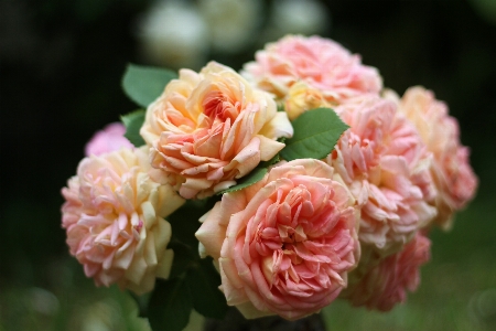 Blossom plant flower petal Photo