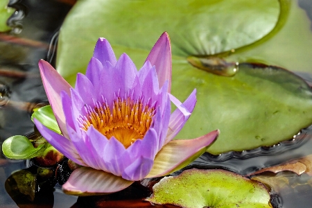 Water nature blossom plant Photo