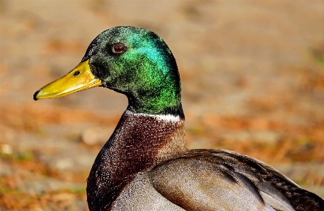 Nature winter bird animal Photo