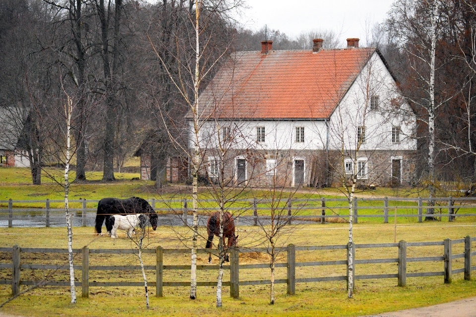 Drzewo las na wolnym powietrzu ogrodzenie