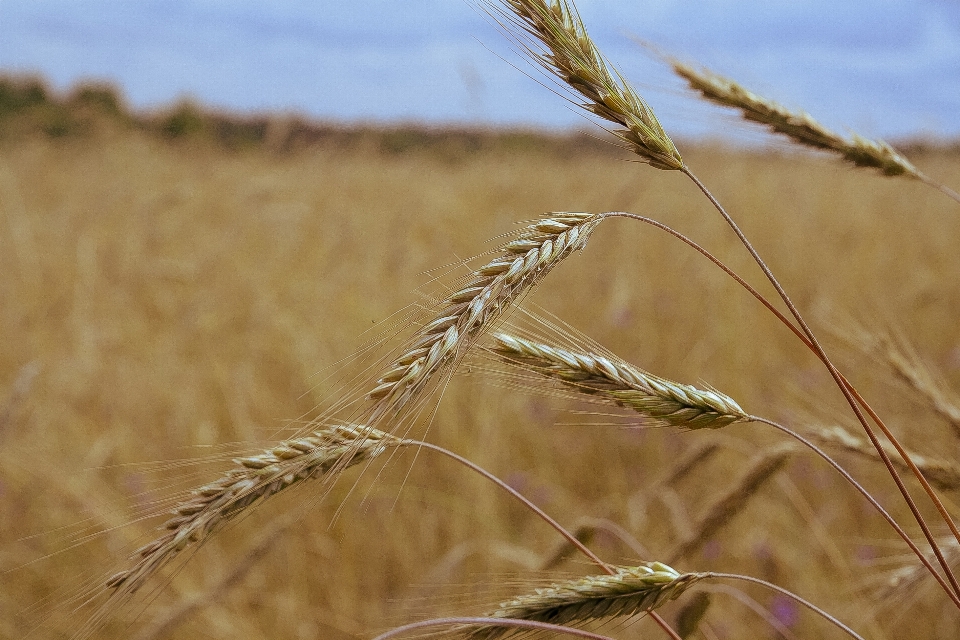 Nature grass plant field