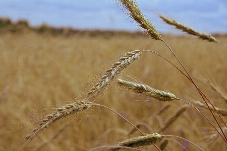 Nature grass plant field Photo