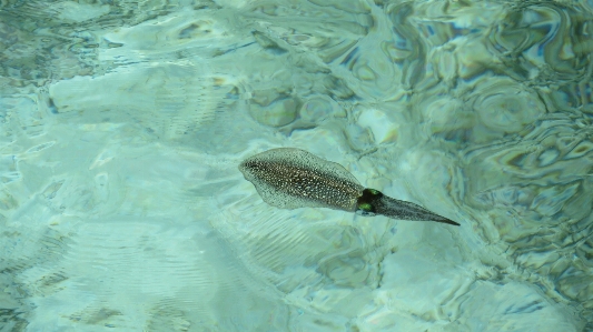 Sea ocean underwater biology Photo