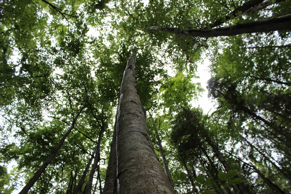 Pohon alam hutan cabang