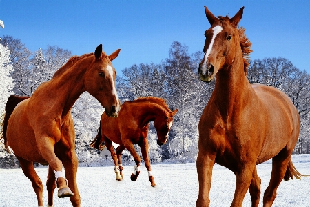 Snow winter play herd Photo